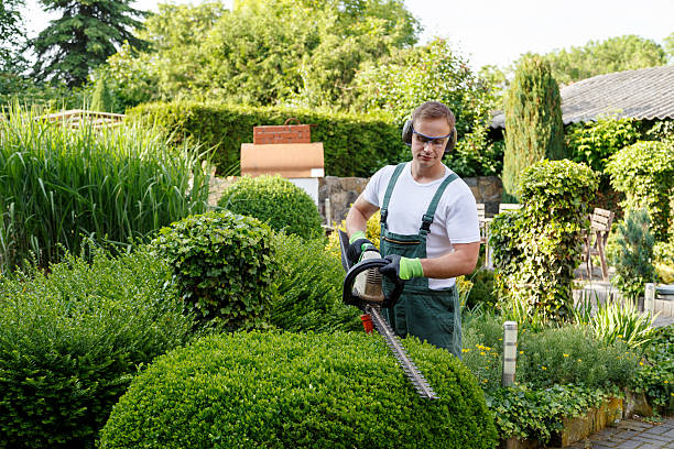 Best Stump Grinding and Removal  in Blue Springs, MO