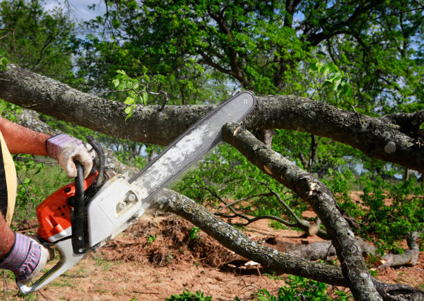 Best Arborist Consultation Services  in Blue Springs, MO